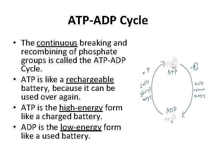 ATP-ADP Cycle • The continuous breaking and recombining of phosphate groups is called the