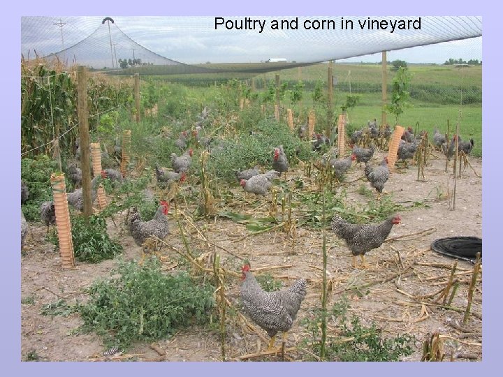 Poultry and corn in vineyard 