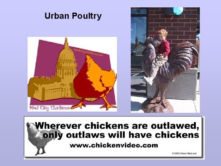 Urban Poultry 