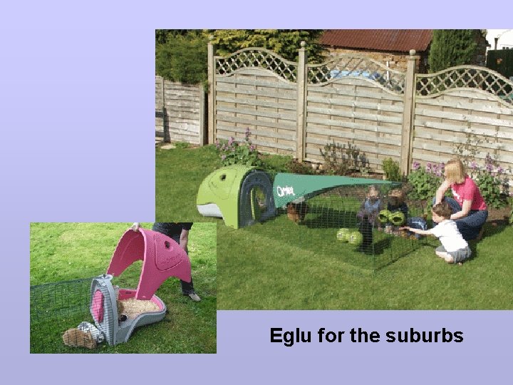 Eglu for the suburbs 