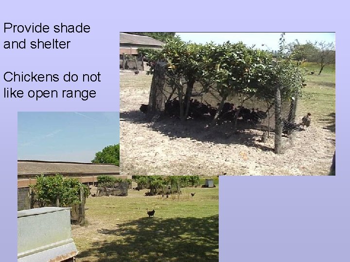Provide shade and shelter Chickens do not like open range 