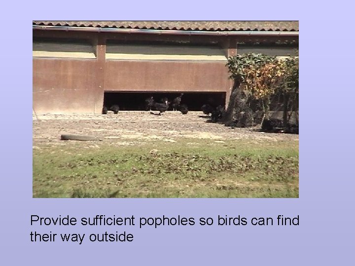 Provide sufficient popholes so birds can find their way outside 