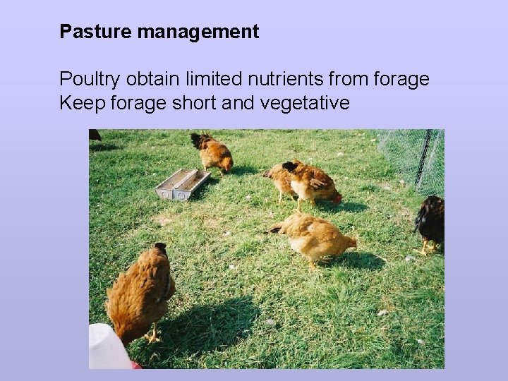Pasture management Poultry obtain limited nutrients from forage Keep forage short and vegetative 