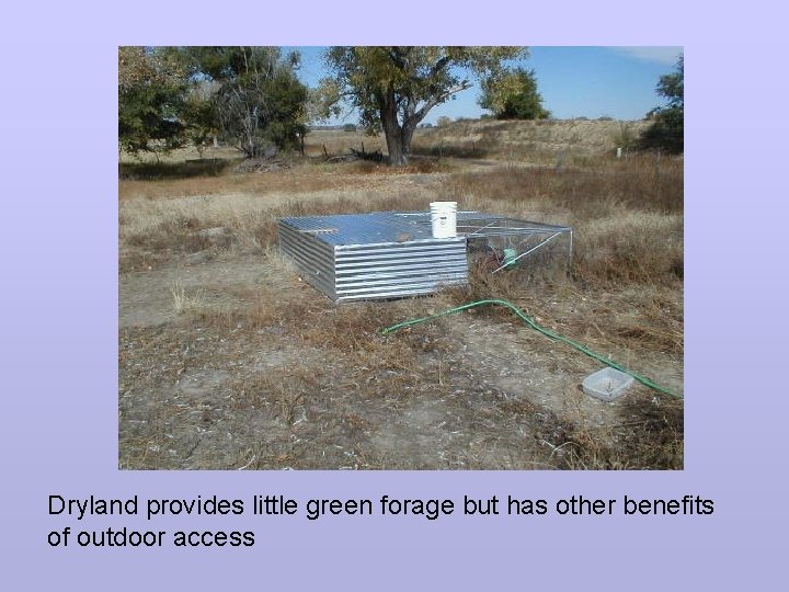 Dryland provides little green forage but has other benefits of outdoor access 