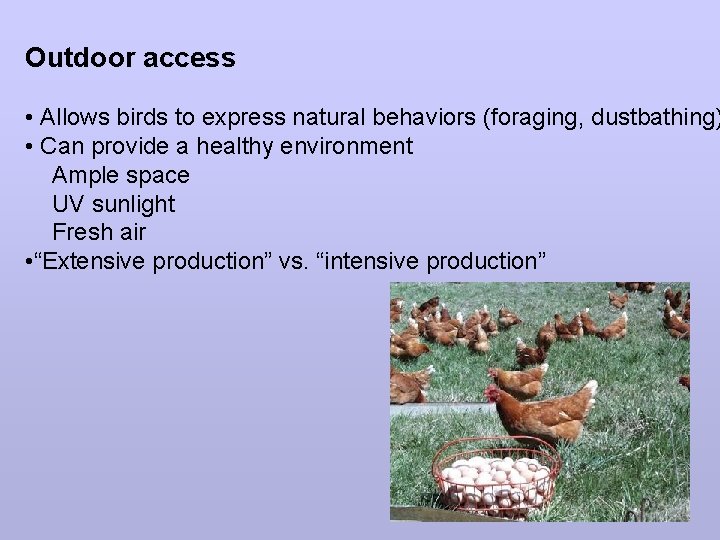 Outdoor access • Allows birds to express natural behaviors (foraging, dustbathing) • Can provide
