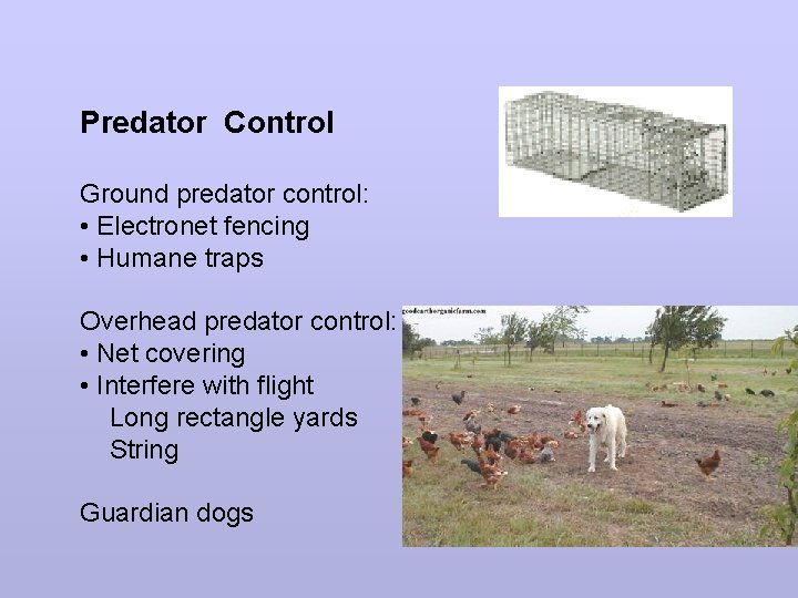 Predator Control Ground predator control: • Electronet fencing • Humane traps Overhead predator control: