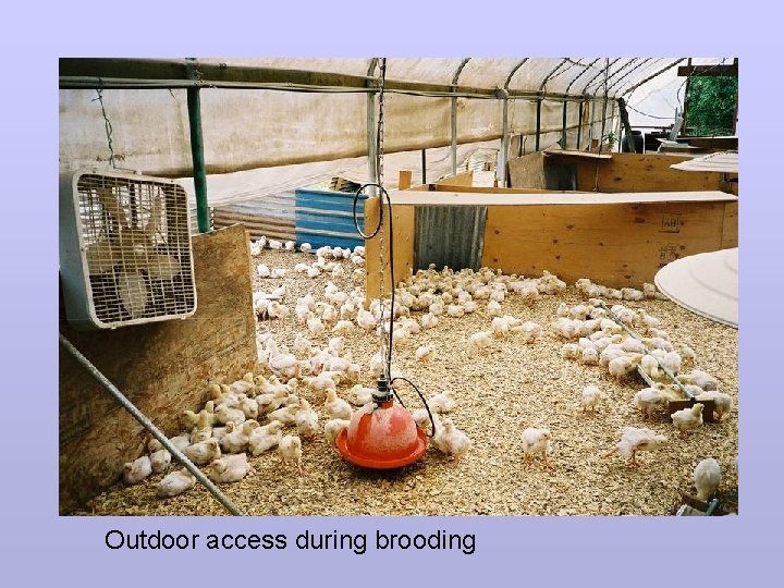 Outdoor access during brooding 