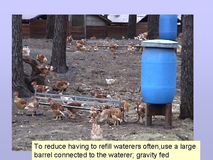 To reduce having to refill waterers often, use a large barrel connected to the