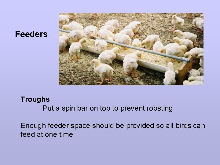 Feeders Troughs Put a spin bar on top to prevent roosting Enough feeder space