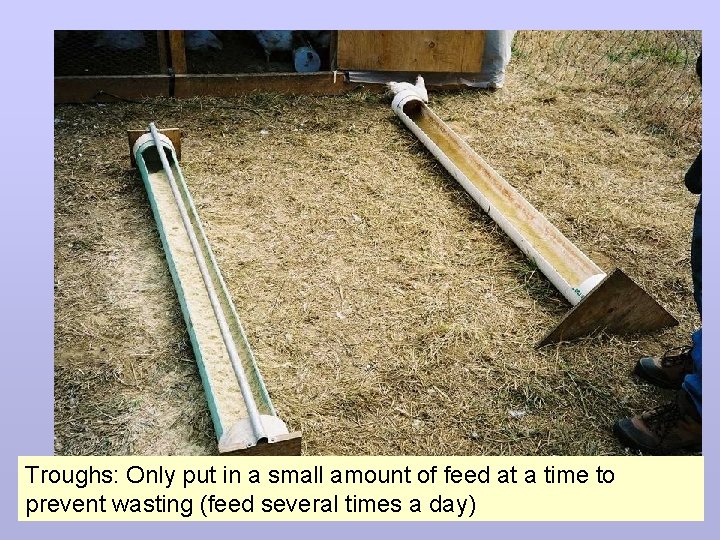 Troughs: Only put in a small amount of feed at a time to prevent