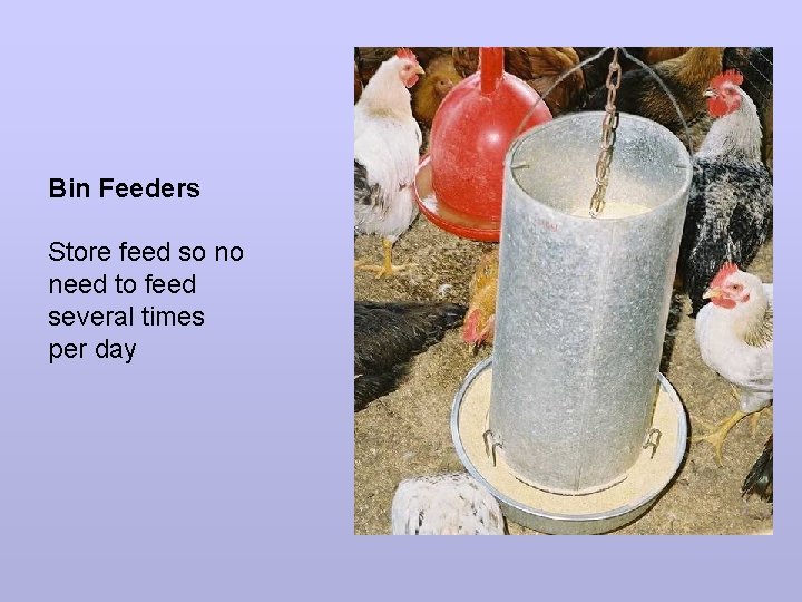 Bin Feeders Store feed so no need to feed several times per day 