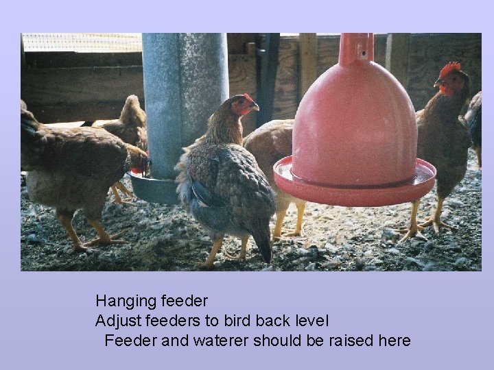 Hanging feeder Adjust feeders to bird back level Feeder and waterer should be raised