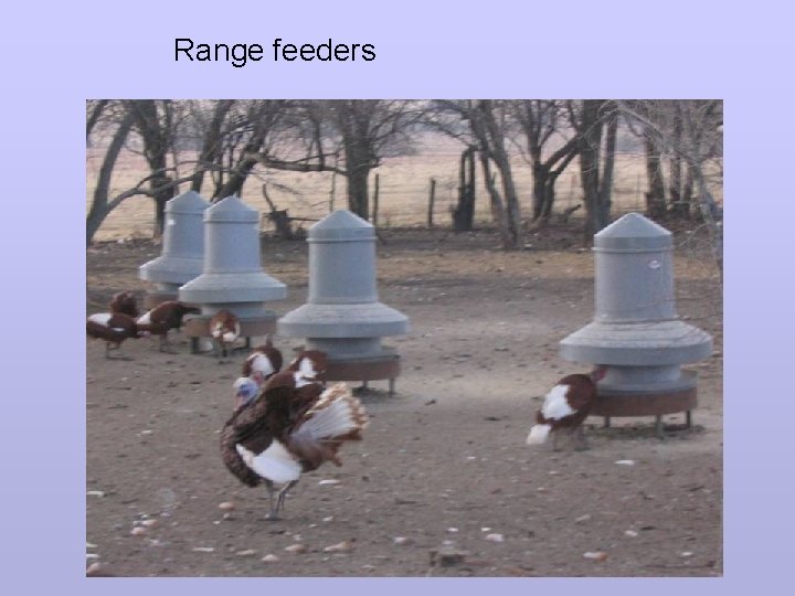Range feeders 