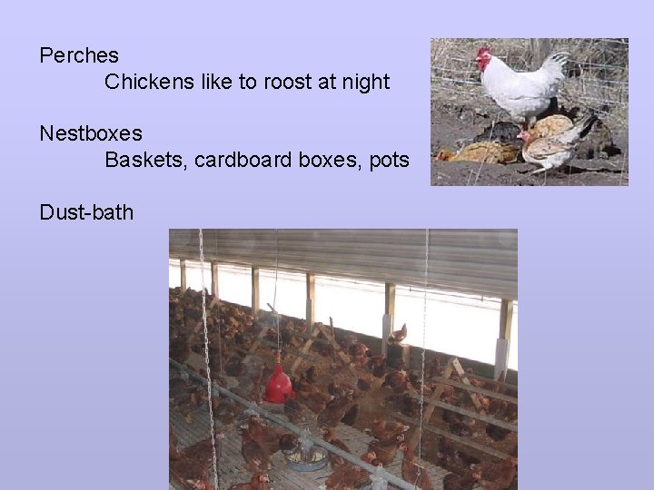 Perches Chickens like to roost at night Nestboxes Baskets, cardboard boxes, pots Dust-bath 