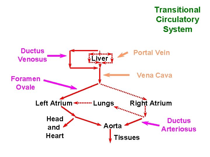 Transitional Circulatory System Ductus Venosus Portal Vein Liver Vena Cava Foramen Ovale Left Atrium