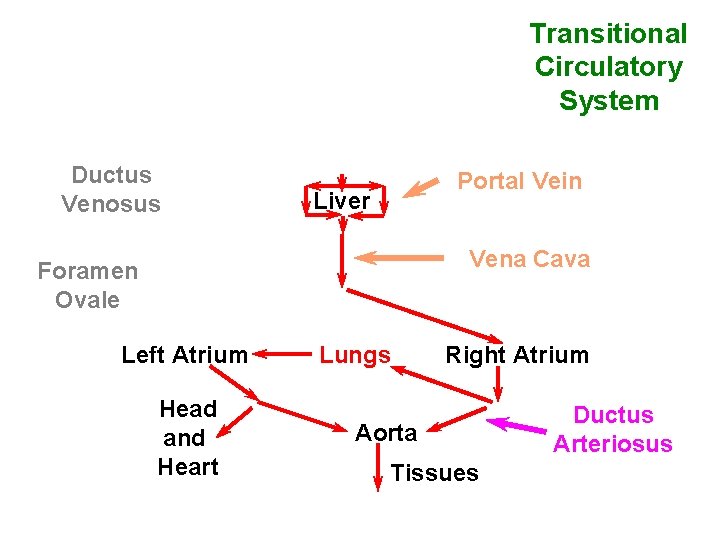 Transitional Circulatory System Ductus Venosus Portal Vein Liver Vena Cava Foramen Ovale Left Atrium