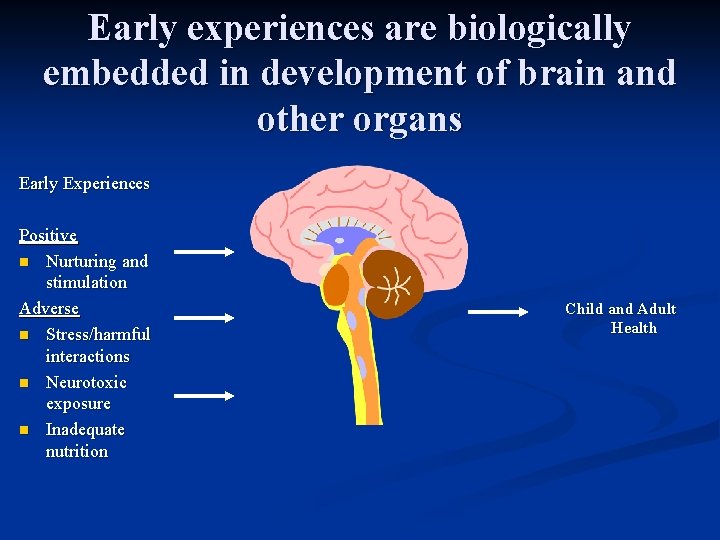Early experiences are biologically embedded in development of brain and other organs Early Experiences