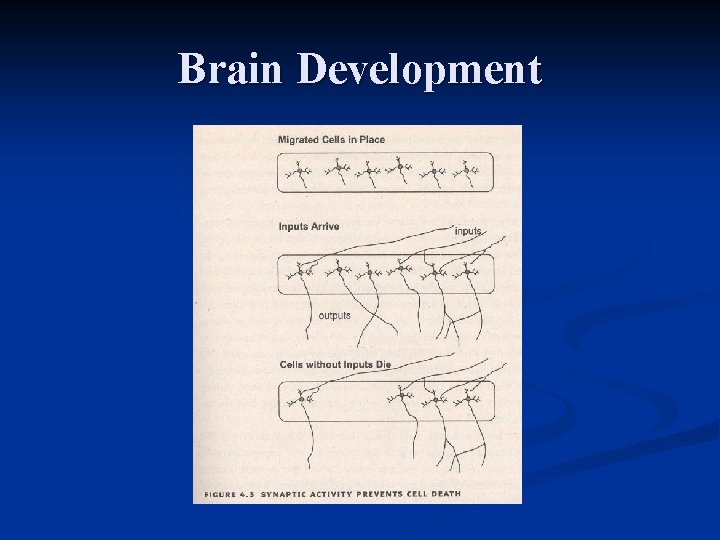 Brain Development 
