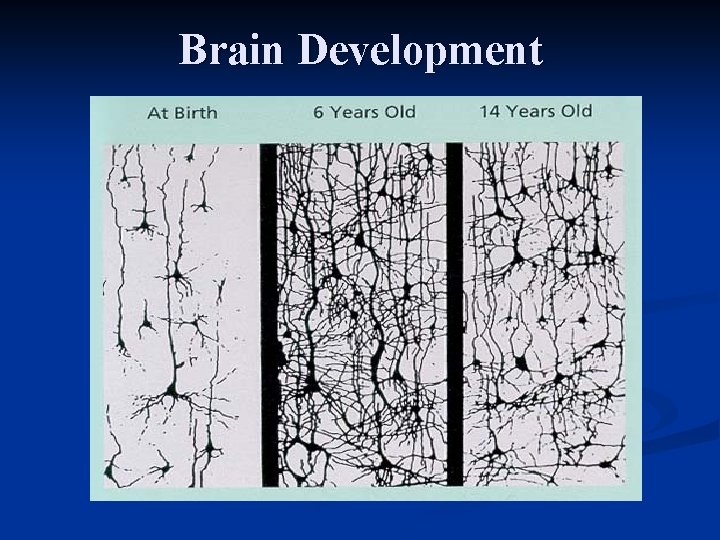 Brain Development 