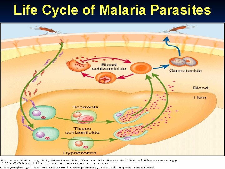 Life Cycle of Malaria Parasites Oct-20 Munir Gharaibeh MD, Ph. D, MHPE 10 