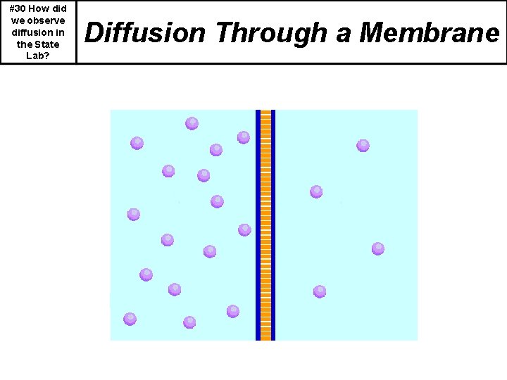 #30 How did we observe diffusion in the State Lab? Diffusion Through a Membrane