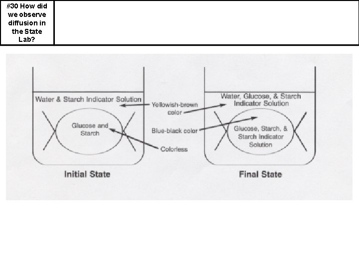 #30 How did we observe diffusion in the State Lab? 