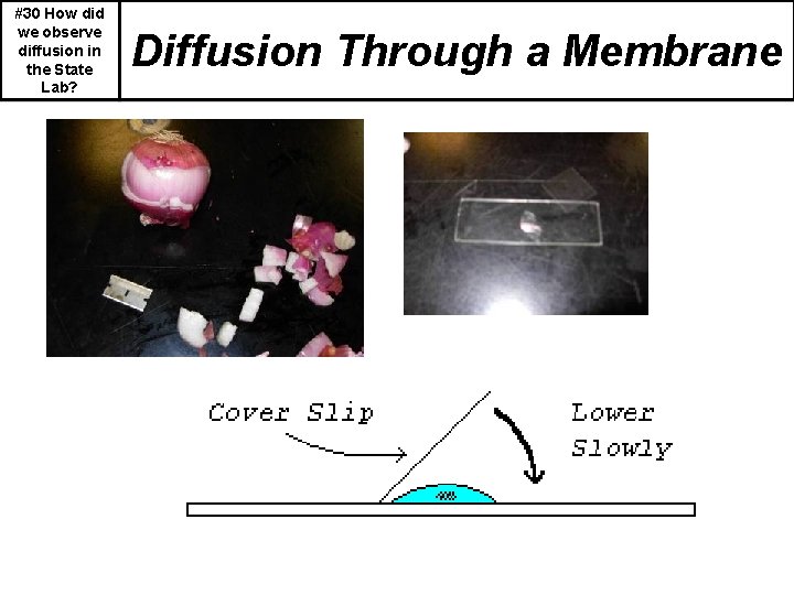 #30 How did we observe diffusion in the State Lab? Diffusion Through a Membrane