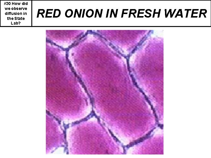 #30 How did we observe diffusion in the State Lab? RED ONION IN FRESH