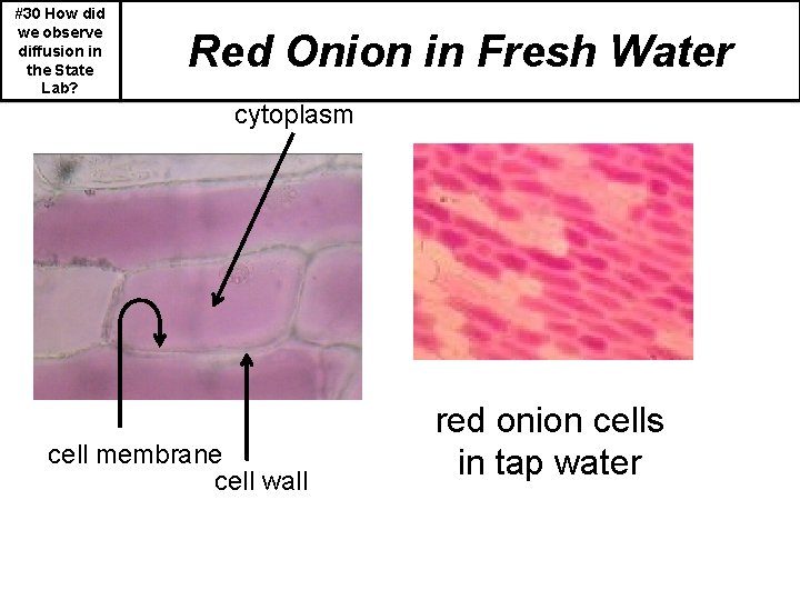 #30 How did we observe diffusion in the State Lab? Red Onion in Fresh