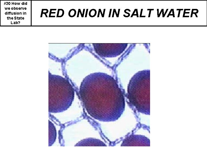 #30 How did we observe diffusion in the State Lab? RED ONION IN SALT
