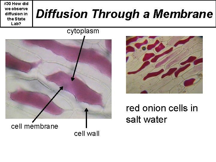 #30 How did we observe diffusion in the State Lab? Diffusion Through a Membrane