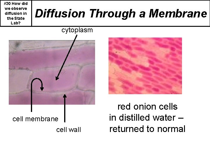 #30 How did we observe diffusion in the State Lab? Diffusion Through a Membrane
