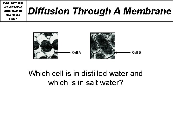 #30 How did we observe diffusion in the State Lab? Diffusion Through A Membrane