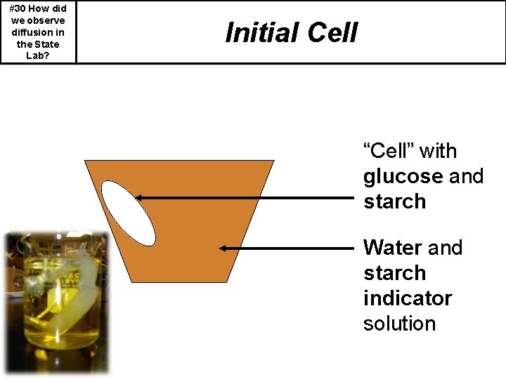 #30 How did we observe diffusion in the State Lab? Initial Cell “Cell” with