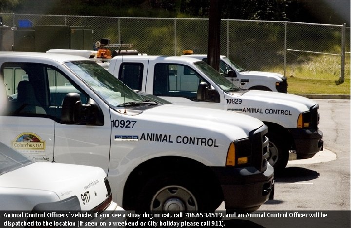 Animal Control Officers’ vehicle. If you see a stray dog or cat, call 706.