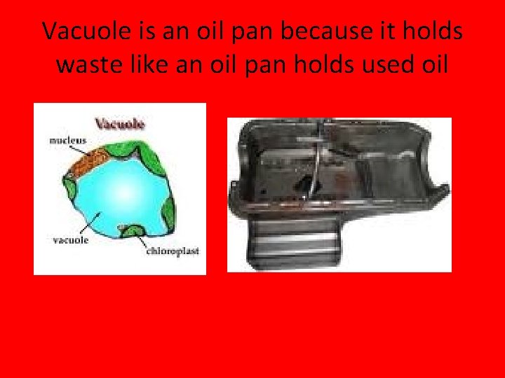 Vacuole is an oil pan because it holds waste like an oil pan holds