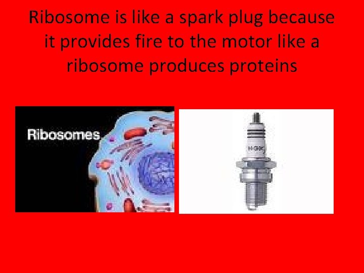 Ribosome is like a spark plug because it provides fire to the motor like
