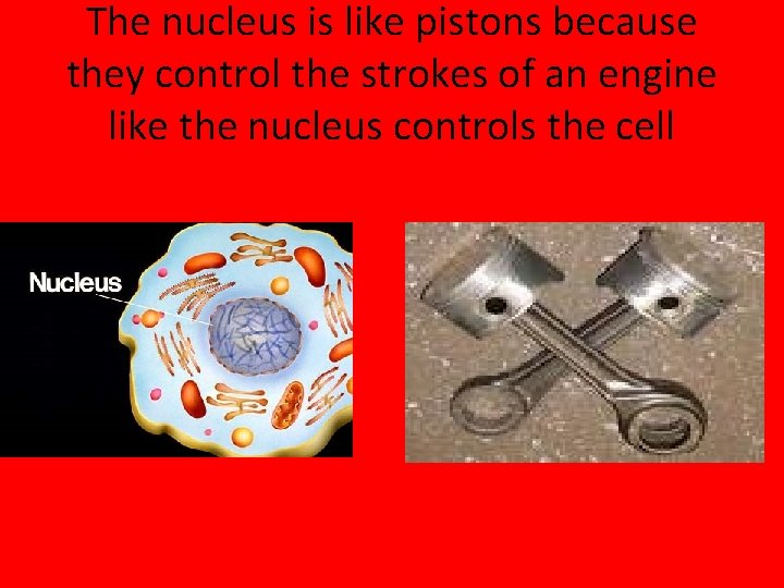 The nucleus is like pistons because they control the strokes of an engine like