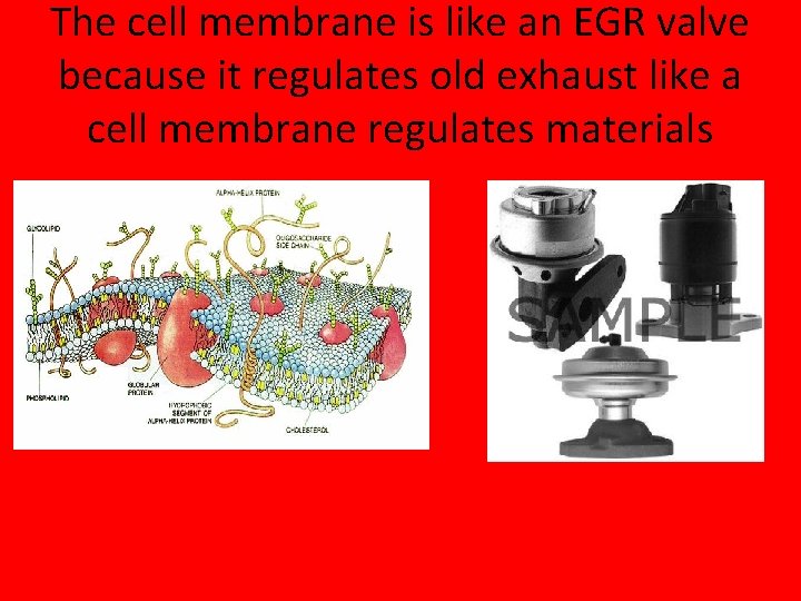 The cell membrane is like an EGR valve because it regulates old exhaust like