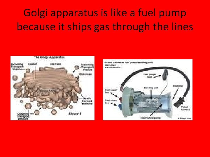 Golgi apparatus is like a fuel pump because it ships gas through the lines