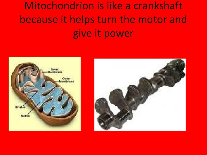 Mitochondrion is like a crankshaft because it helps turn the motor and give it