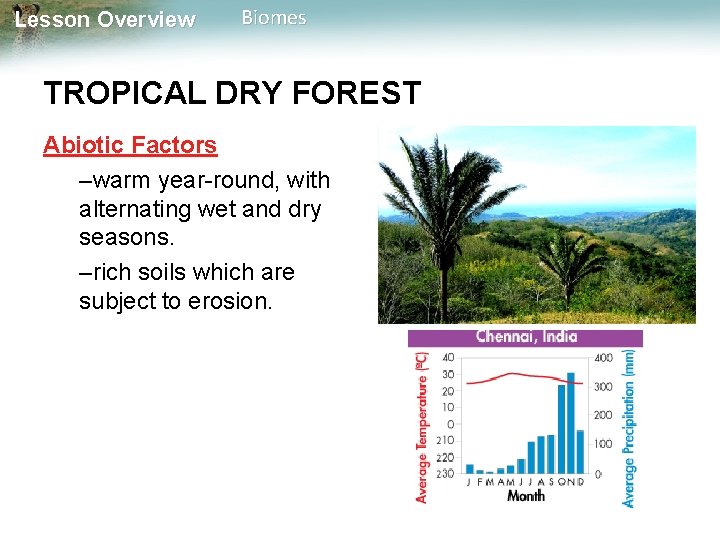 Lesson Overview Biomes TROPICAL DRY FOREST Abiotic Factors –warm year-round, with alternating wet and