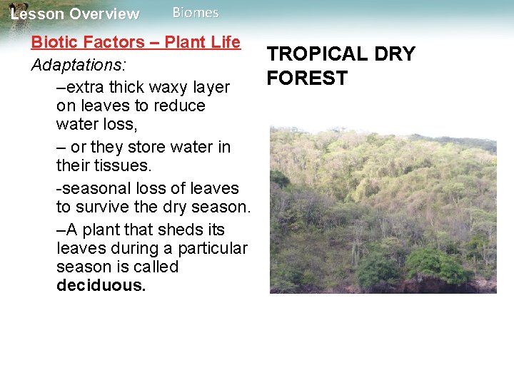 Lesson Overview Biomes Biotic Factors – Plant Life TROPICAL DRY Adaptations: FOREST –extra thick