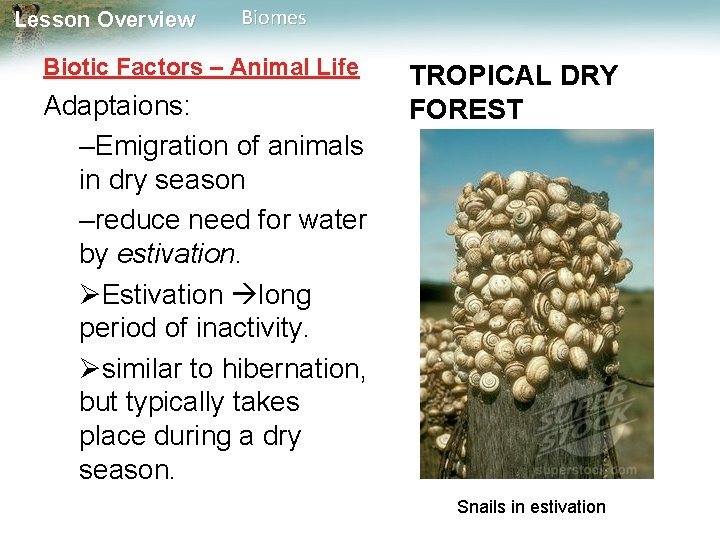 Lesson Overview Biomes Biotic Factors – Animal Life Adaptaions: –Emigration of animals in dry