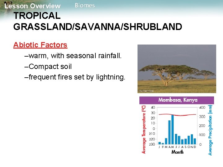 Lesson Overview Biomes TROPICAL GRASSLAND/SAVANNA/SHRUBLAND Abiotic Factors –warm, with seasonal rainfall. –Compact soil –frequent