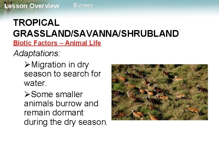 Lesson Overview Biomes TROPICAL GRASSLAND/SAVANNA/SHRUBLAND Biotic Factors – Animal Life Adaptations: Migration in dry