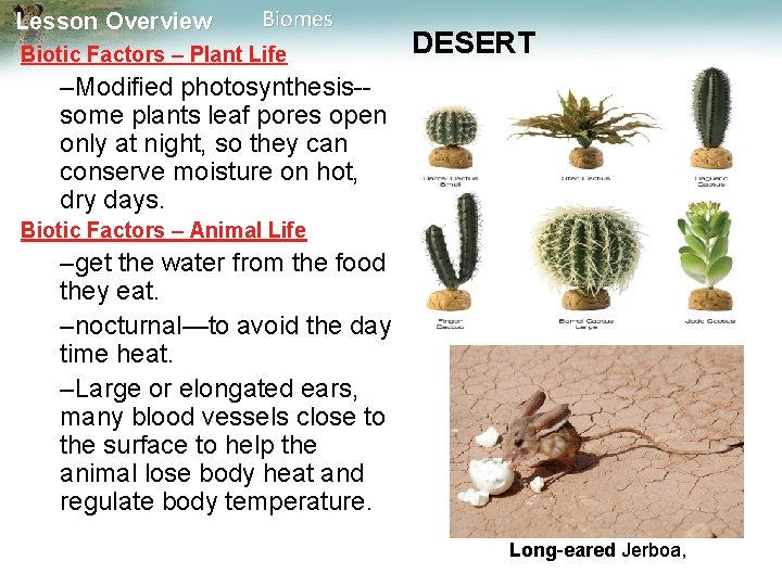 Lesson Overview Biomes Biotic Factors – Plant Life DESERT –Modified photosynthesis-some plants leaf pores