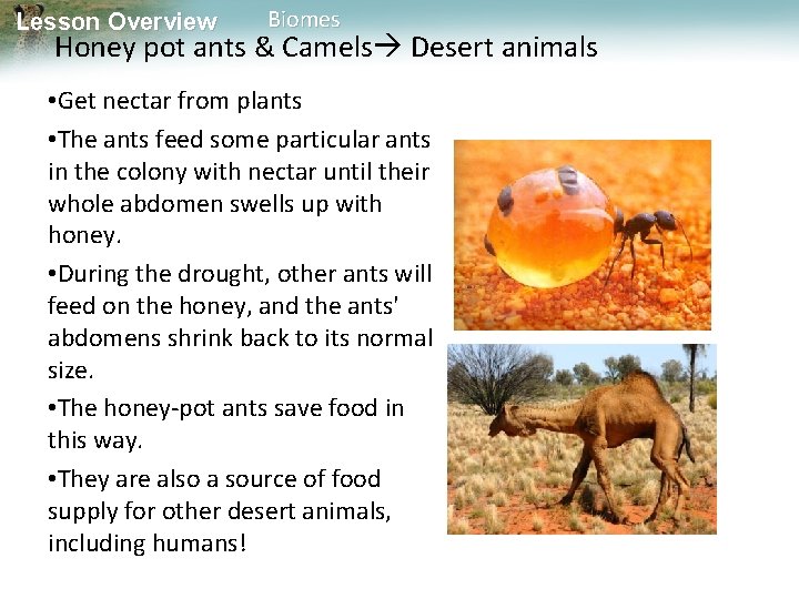 Lesson Overview Biomes Honey pot ants & Camels Desert animals • Get nectar from