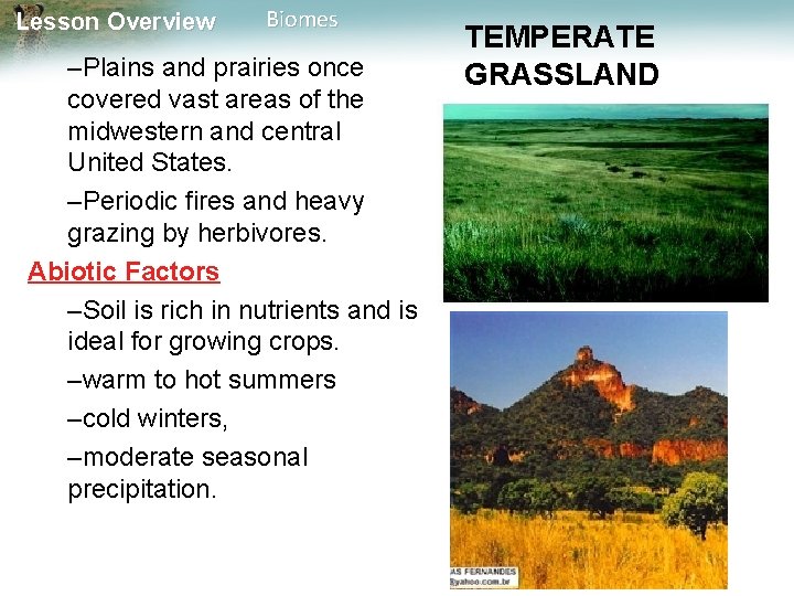 Lesson Overview Biomes –Plains and prairies once covered vast areas of the midwestern and