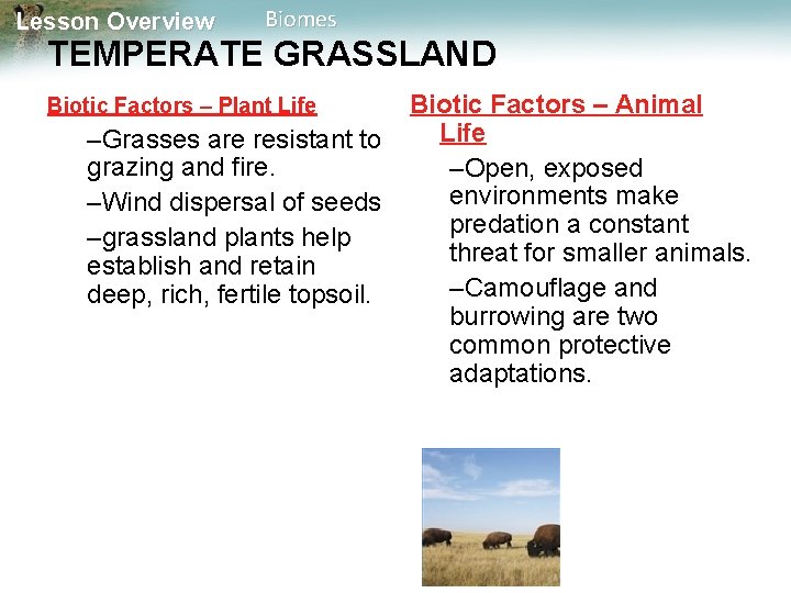 Lesson Overview Biomes TEMPERATE GRASSLAND Biotic Factors – Plant Life –Grasses are resistant to